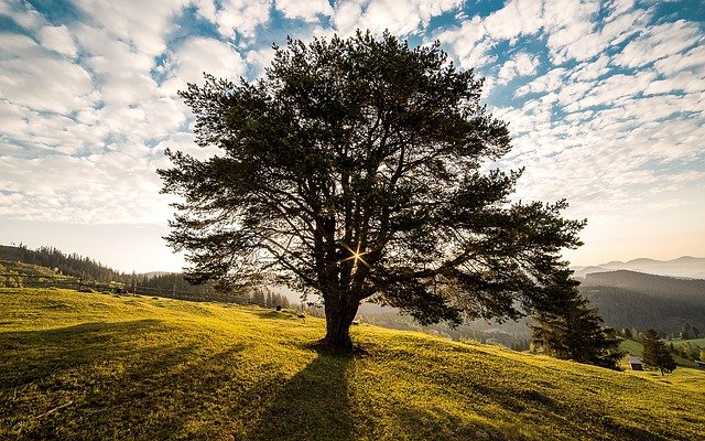 Microsoft Edgeを使ってケニアに 植樹しよう！